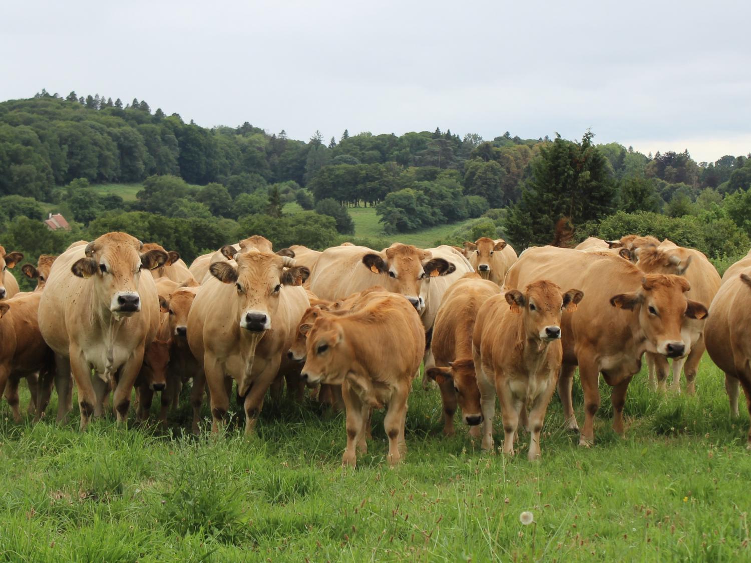 Aubrac_Assortiment